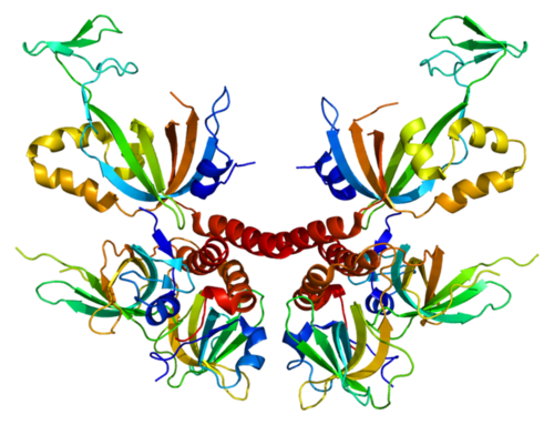 Replication protein A
